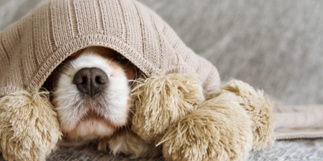 Vuurwerkstress bij huisdieren? 8 DIY-tips die jouw dier beschermen